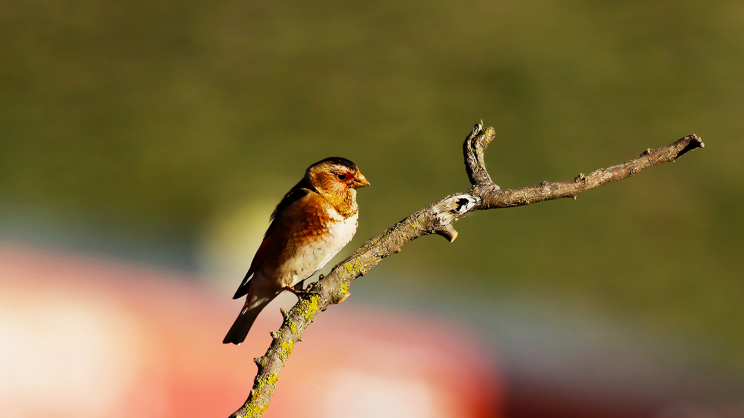Crimson-winged Finch